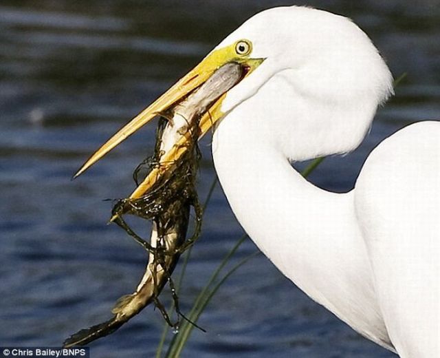 Fish Jumps Directly in Heron’s Mouth (3 pics) Fish Jumps Directly in Heron’s Mouth (3 pics)