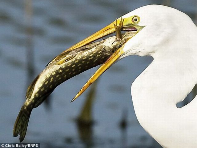 Fish Jumps Directly in Heron’s Mouth (3 pics) Fish Jumps Directly in Heron’s Mouth (3 pics)