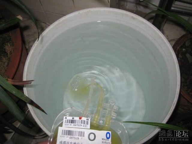Stupid Person of the Day – Blood Plasma for Flowers!! (6 pics)