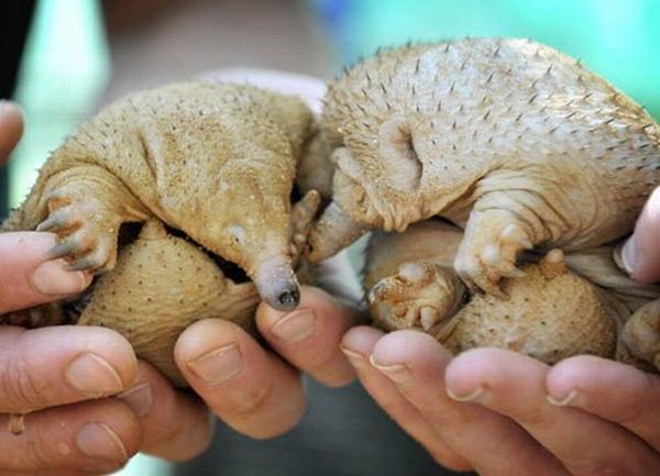 Bald Spiny Anteaters (8 pics)