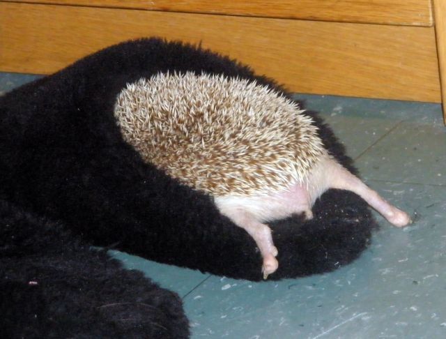 These funny animals (47 pics)