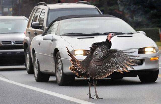 Daily picdump (163 pics)