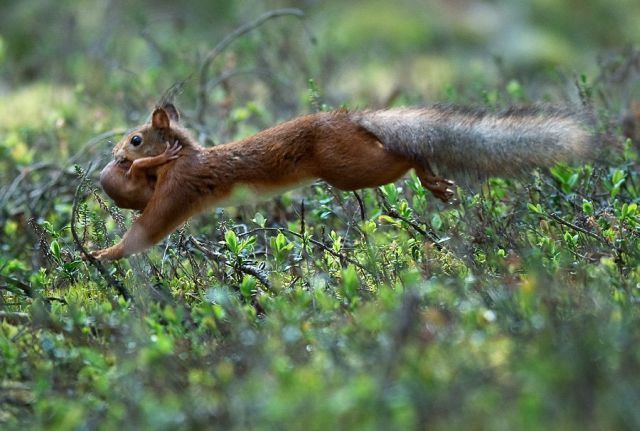 These funny animals (34 pics)