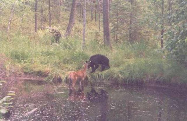 Unequal Fight (4 pics)