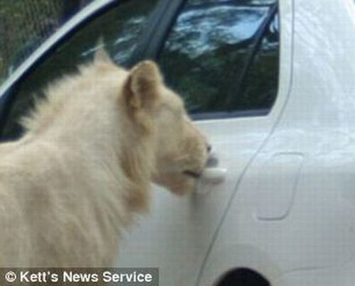 Trip to Safari Park Almost Became Fatal for the Whole Family (6 pics)