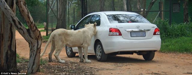 Trip to Safari Park Almost Became Fatal for the Whole Family (6 pics)