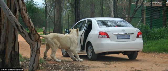Trip to Safari Park Almost Became Fatal for the Whole Family (6 pics)
