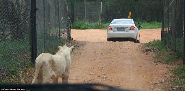 Trip to Safari Park Almost Became Fatal for the Whole Family (6 pics)