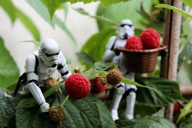 Stormtroopers’ Adventures (74 pics)