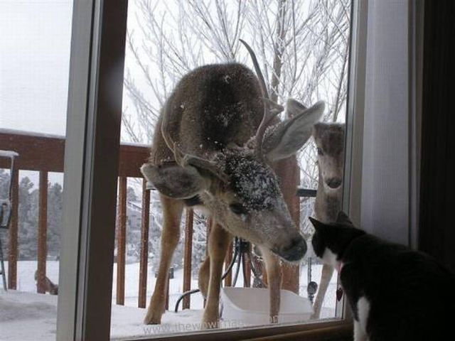 These funny animals (39 pics)