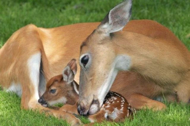 These funny animals (39 pics)