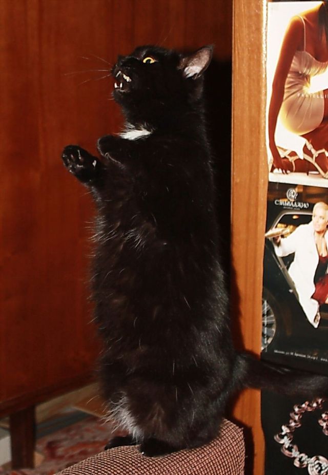 These funny animals (39 pics)