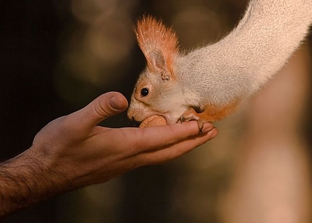 These funny animals (39 pics)