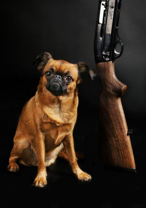 These funny animals (39 pics)