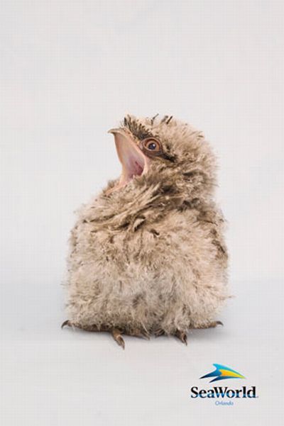 These funny animals (39 pics)