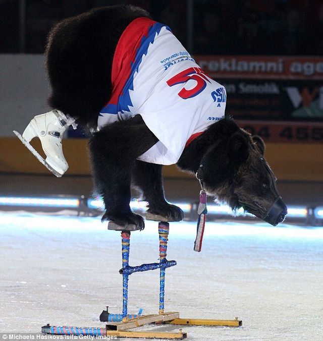 These funny animals (39 pics)