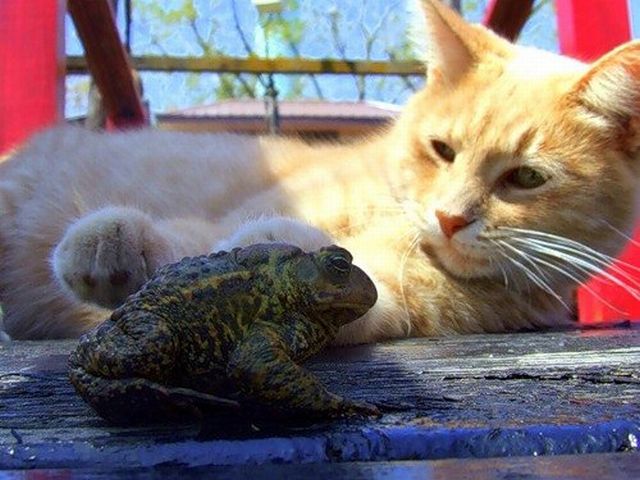 These funny animals (39 pics)