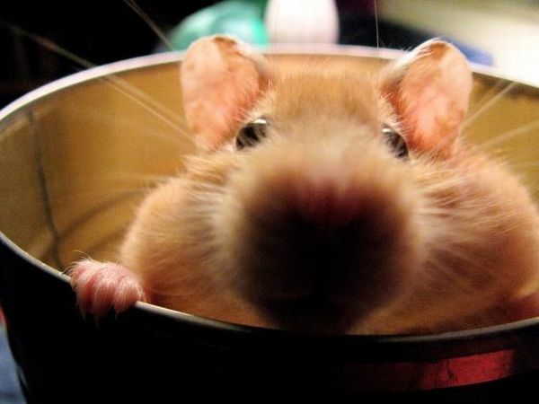 These funny animals (39 pics)