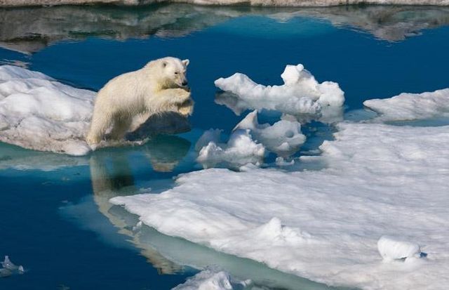 These funny animals (39 pics)