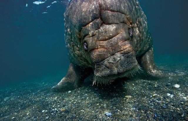 These funny animals (39 pics)