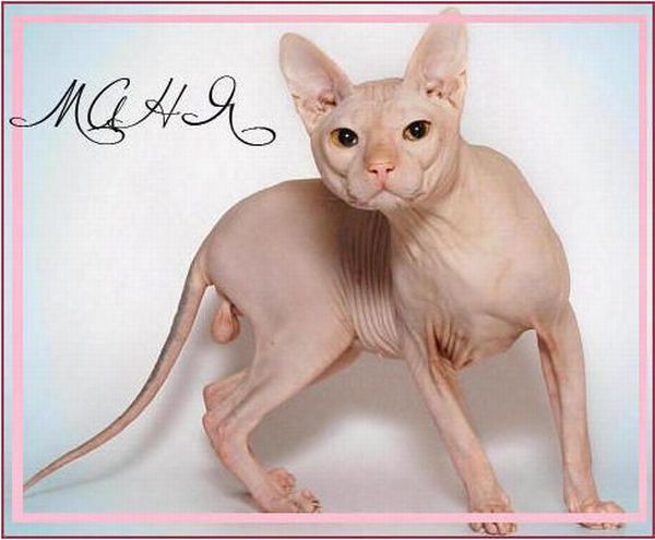 These funny animals (39 pics)