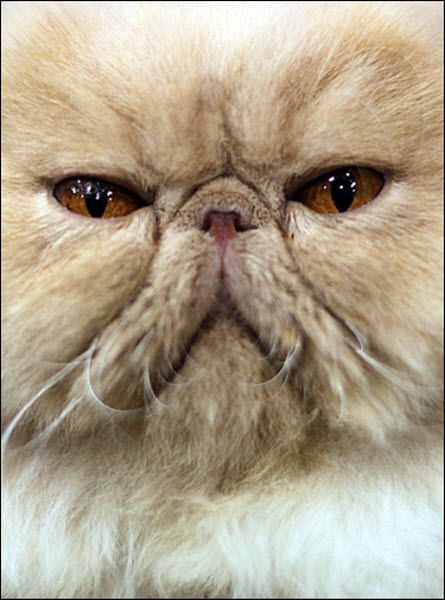 These funny animals (39 pics)