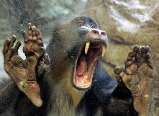 These funny animals (39 pics)