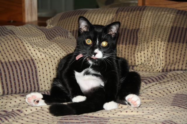 These funny animals (39 pics)