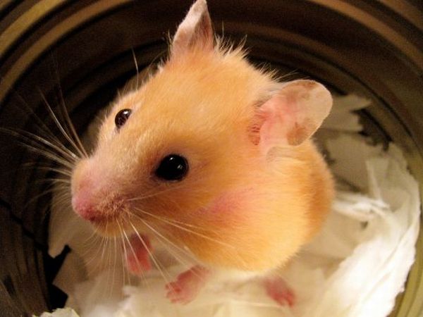 These funny animals (39 pics)