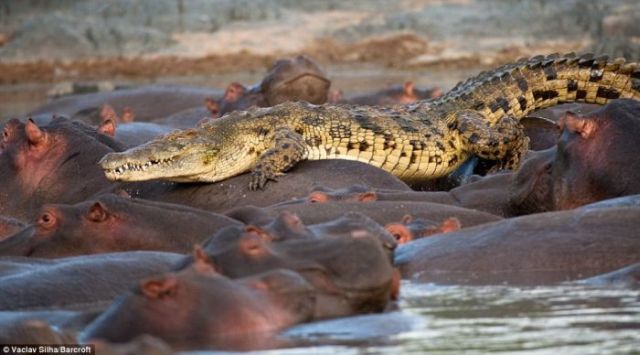 Very Rare Battle Between a Crocodile and Hippos (5 pics)
