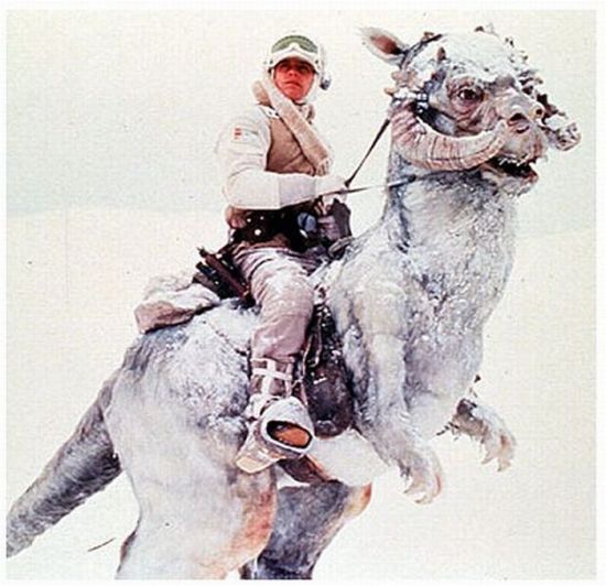 luke_skywalker_on_tauntaun_costume_01.jpg