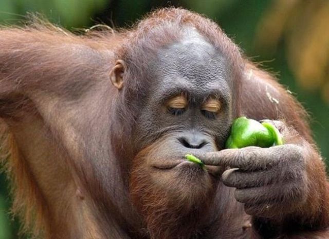 These funny animals (37 pics)