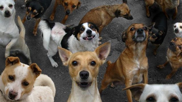 These funny animals (37 pics)