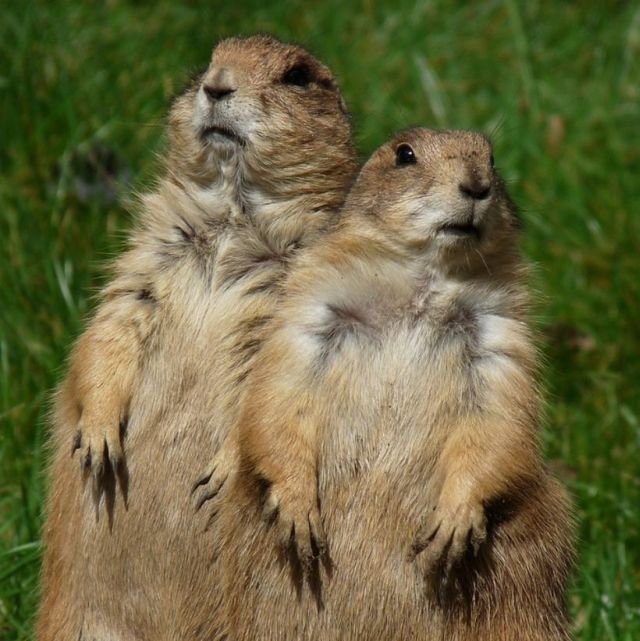 These funny animals (37 pics)