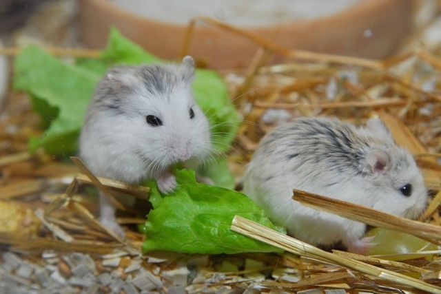 These funny animals (37 pics)