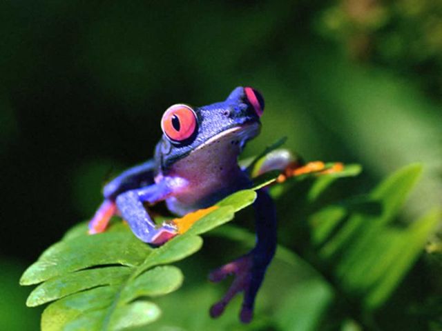 These funny animals (37 pics)