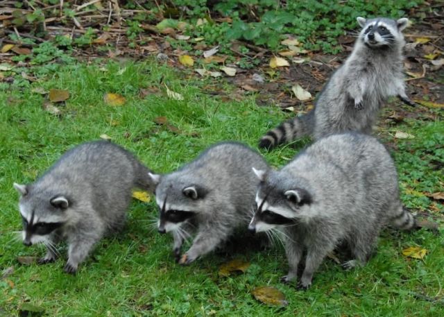 These funny animals (37 pics)