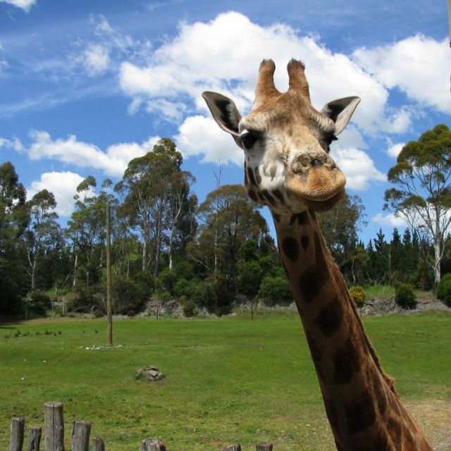 These funny animals (37 pics)
