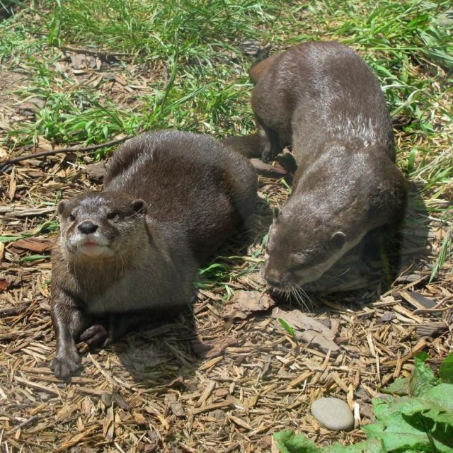 These funny animals (37 pics)