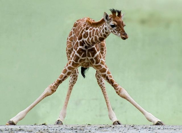 These funny animals (37 pics)