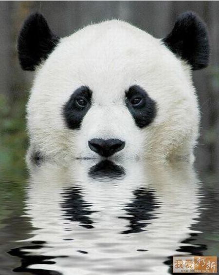 These funny animals (37 pics)