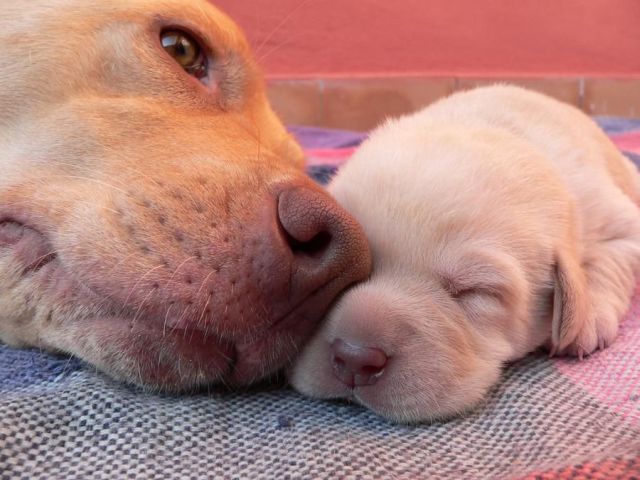 These funny animals (37 pics)