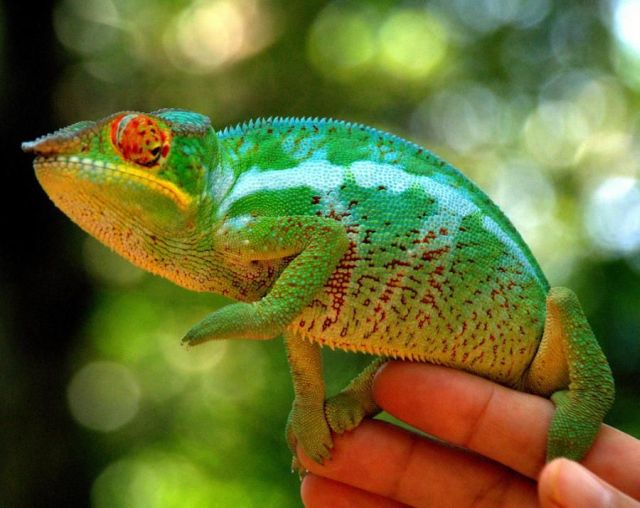 These funny animals (37 pics)