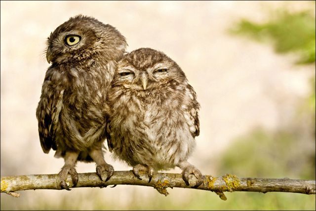 These funny animals (37 pics)