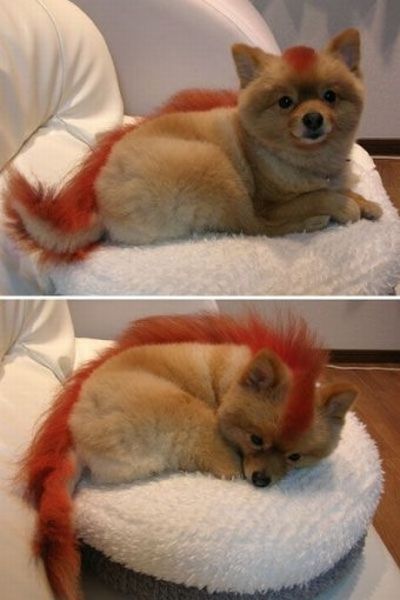 These funny animals (37 pics)