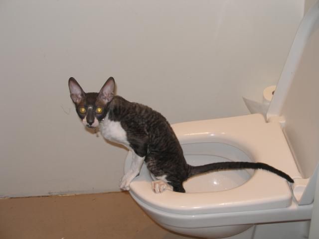 These funny animals (37 pics)