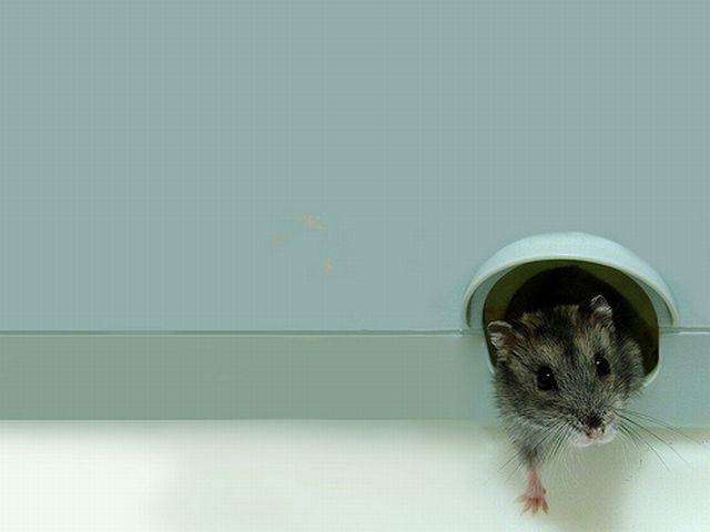 These funny animals (37 pics)