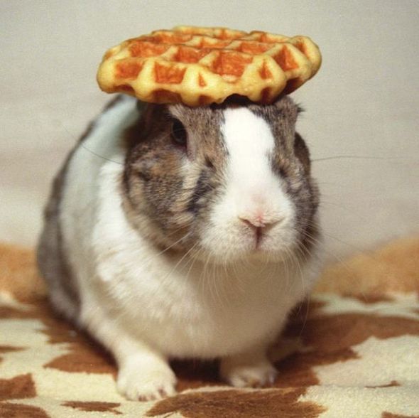 These funny animals (37 pics)