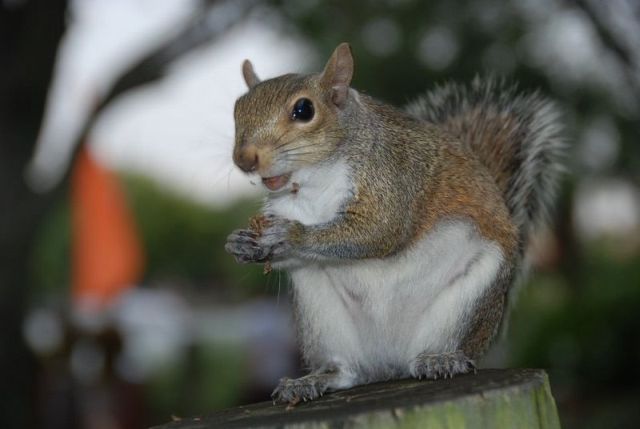 These funny animals (37 pics)