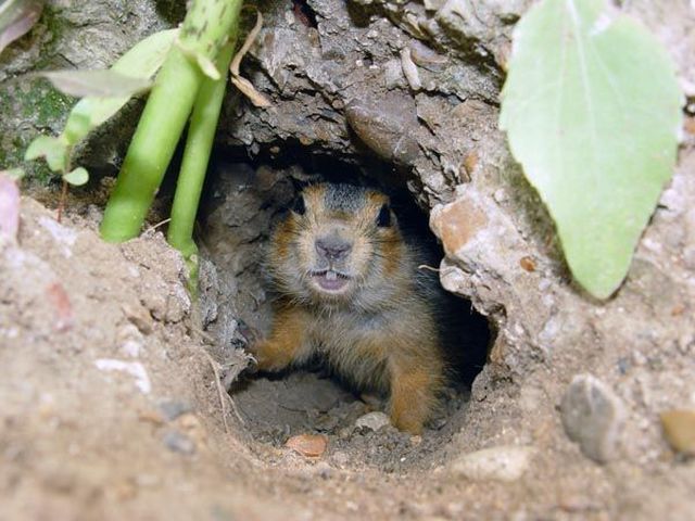 These funny animals (37 pics)